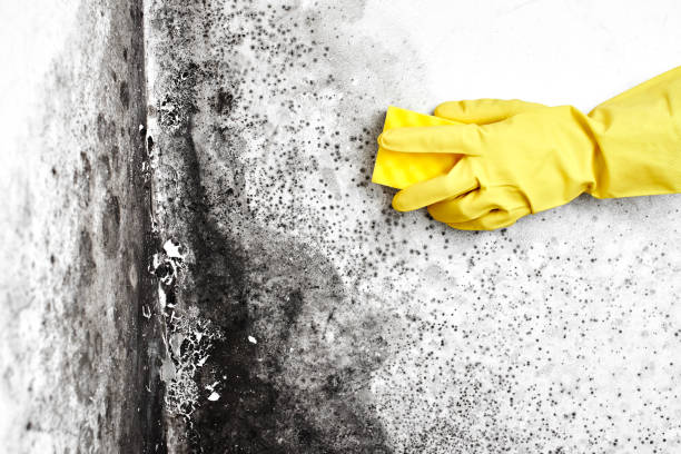 Best Mold Remediation for Schools in Paramus, NJ