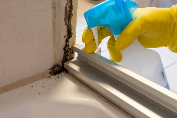 Best White Mold Remediation in Paramus, NJ