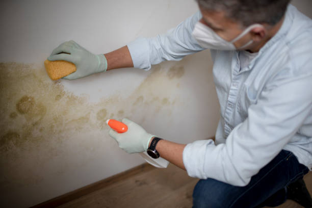 Best Residential Mold Remediation in Paramus, NJ