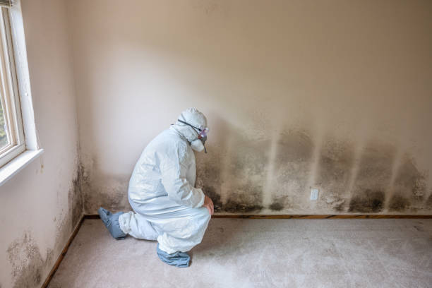 Paramus, NJ Mold Remediation Company