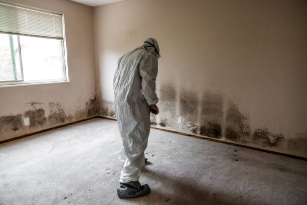Best HVAC Mold Remediation in Paramus, NJ