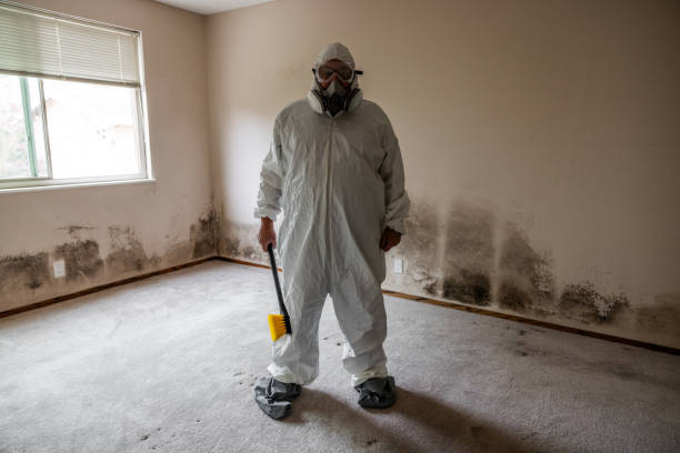 Best Emergency Mold Remediation in Paramus, NJ