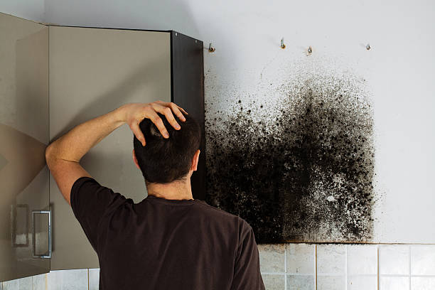 Best Mold Remediation for Schools in Paramus, NJ